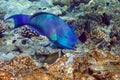 Red Sea Steephead Parrotfish Chlorurus gibbus Royalty Free Stock Photo