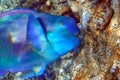Red Sea Steephead Parrotfish Chlorurus gibbus Royalty Free Stock Photo