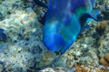 Red Sea Steephead Parrotfish Chlorurus gibbus Royalty Free Stock Photo