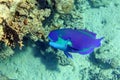 Red Sea Steephead Parrotfish Chlorurus gibbus Royalty Free Stock Photo