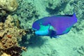 Red Sea Steephead Parrotfish Chlorurus gibbus Royalty Free Stock Photo