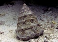 Red Sea Top Shell Trochus maculatus Royalty Free Stock Photo