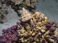 Red Sea Top Shell Trochus maculatus Royalty Free Stock Photo