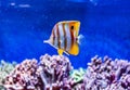 Red sea Tropical ornamental fish,colorful angel fish,Longnose Butterflyfish, Forceps Fish, Yellow Longnose Butterflyfish, Royalty Free Stock Photo