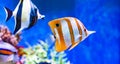 Red sea Tropical ornamental fish,colorful angel fish,Longnose Butterflyfish, Forceps Fish, Yellow Longnose Butterflyfish, Royalty Free Stock Photo