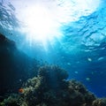 Red sea underwater coral reef Royalty Free Stock Photo