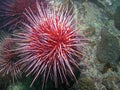 Red Sea Urchin (Strongylocentrotus franciscanus)