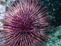 Red Sea Urchin Strongylocentrotus franciscanus