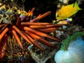 Red Sea Urchin (Strongylocentrotus franciscanus Royalty Free Stock Photo