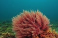 Red sea weed