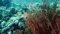 Red sea whips ellisella sp. feeding underwater in Egypt