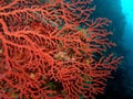 Red Seafan Royalty Free Stock Photo