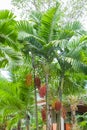 Red sealing wax palm in garden