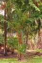 Red sealing wax palm or lipstick palm, native colorful palm of Thailand,Indonesia and Malaysia