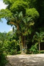 Tropical red sealing wax palm tree in Grande Riviere village in Trinidad and Tobago