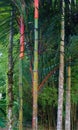 Tropical red sealing wax palm tree in Grande Riviere village in Trinidad and Tobago