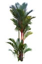 Red sealing wax palm tree Royalty Free Stock Photo