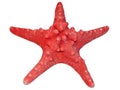 Red seastar