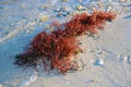 Red Seaweed on Beach Royalty Free Stock Photo