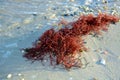 Red Seaweed on Beach Royalty Free Stock Photo