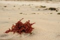 Red seaweed on the beach sand Royalty Free Stock Photo