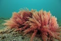 Red seaweed close-up Royalty Free Stock Photo