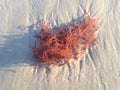 Gracilaria Algae at Long Beach.