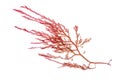 Red seaweed or rhodophyta algae isolated transparent png