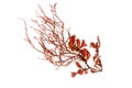 Red seaweed or rhodophyta algae isolated transparent png