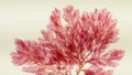 Red seaweed or rhodophyta branch