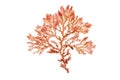 Red seaweed or rhodophyta branch isolated on white. Transparent png additional format.