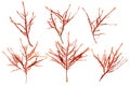 Red seaweed or rhodophyta branches set isolated on white. Transparent png additional format.