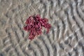 Red seaweed and sand pattern Royalty Free Stock Photo