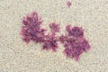 Red Seaweed on sandy beach Royalty Free Stock Photo