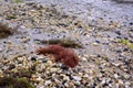 Red Seaweed on a Sandy Beach Royalty Free Stock Photo