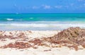 Red seaweed Tropical beach Punta Esmeralda Playa del Carmen Mexico Royalty Free Stock Photo