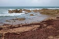 RED SEAWEED WASHED UP AFTER HIGH TIDE Royalty Free Stock Photo