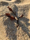 Red seaweed on a white sand in the beach Royalty Free Stock Photo