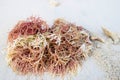 Red Seaweed on White Sandy Beach - Marine Macro Algae - Gracilaria - Rhodophyta Royalty Free Stock Photo