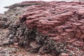 Red sedimentary Rock .Hung Shek Mun,Hong Kong