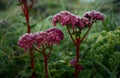 Red sedum flower and frost in winter garden Royalty Free Stock Photo