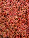 Red Sedum Plant in the Spring Garden