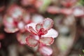 Red sedums dragons blood macro.Succulents and sedums . groundcover flower.Beautiful nature background in green and reds Royalty Free Stock Photo