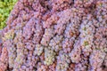 Red seedless grapes at the market Royalty Free Stock Photo