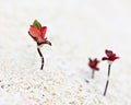 Red Seedlings in Sand Royalty Free Stock Photo