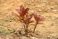 Red seedlings in red sand, soft focus