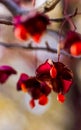 Red seeds on branches of the tree. Red seeds in the Crimean forest Royalty Free Stock Photo
