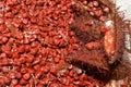 Annatto also known as Roucou or Achiote