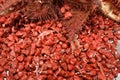 Annatto also known as Roucou or Achiote