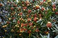 Red seeds in opened fruits among green foliage of pittosporum tobira Royalty Free Stock Photo